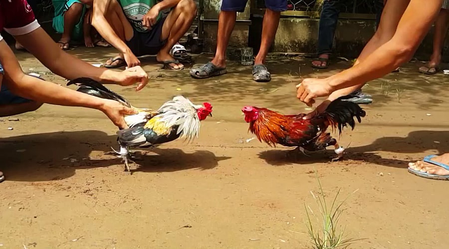 Cách cá cược đá gà ngựa sắt đơn giản lại dễ chơi Cach ca cuoc da ga ngua sat don gian lai de choi