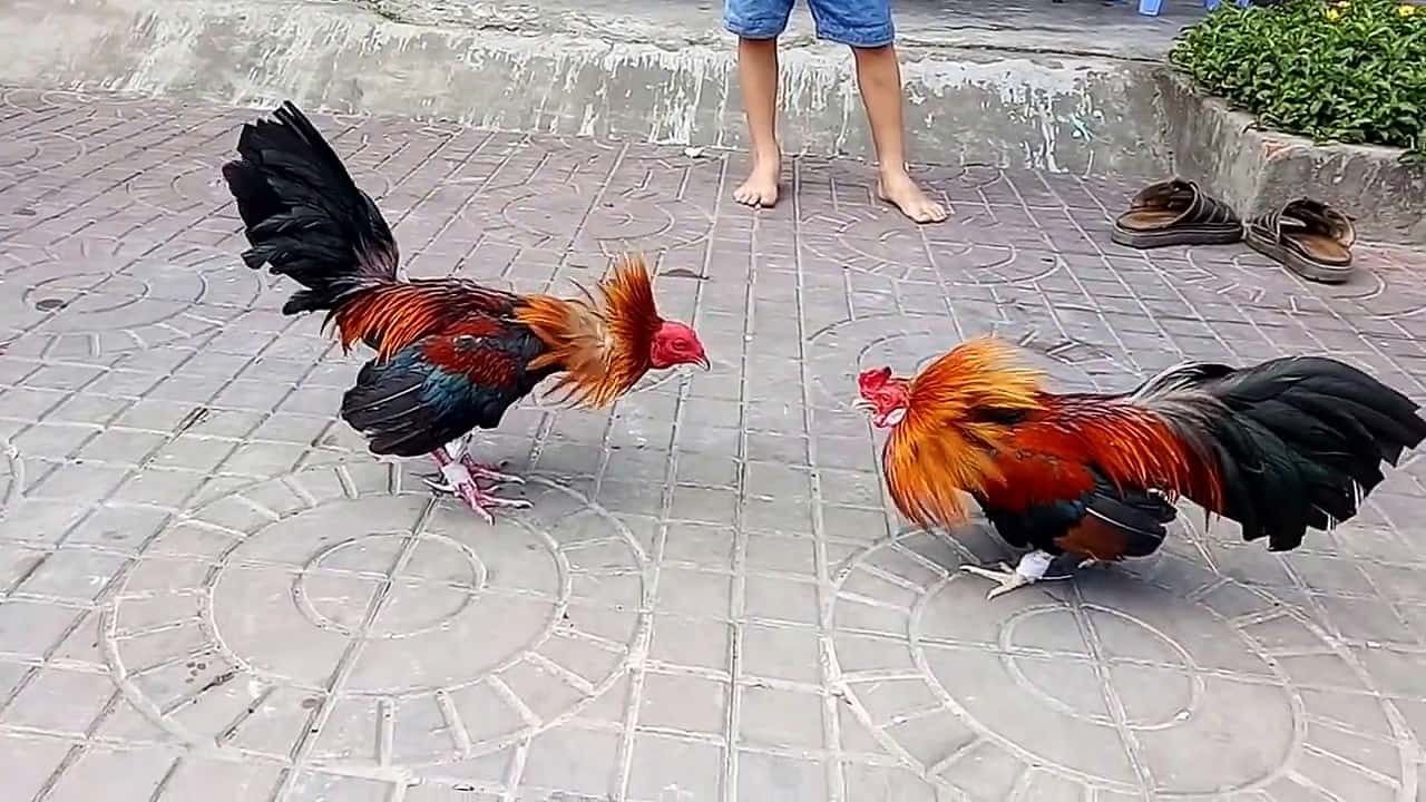 Các chiêu thức giúp bạn thành công khi chơi đá gà Cac chieu thuc giup ban thanh cong khi choi da ga