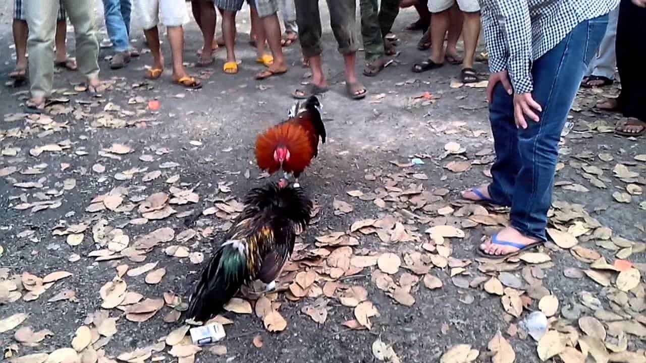 Luu y can nho de de thang khi choi da ga